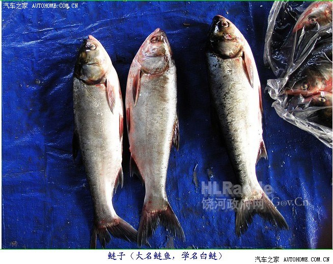 黑龍江名魚:三花五羅十八子七十二雜魚