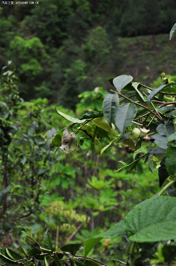 不过这个像茶叶树上!我以前只看过茶油树上茶耳茶包!