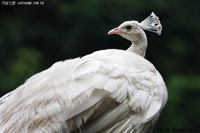 节日游白云山放飞蝴蝶白孔雀