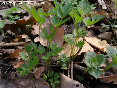 叶芹可以做馅包饺子或者包***吃或者炒肉炝拌味道极其类似家芹菜