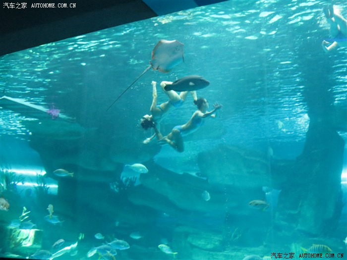 从河北衡水自驾山东济南泉城海洋极地世界游记