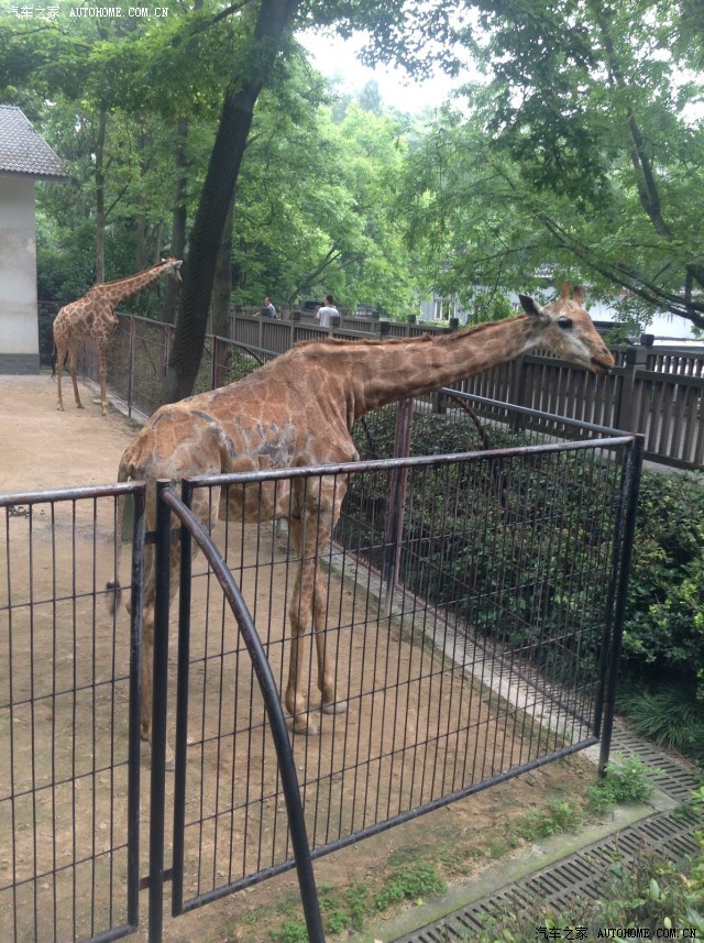 五月西湖遊:杭州動物園篇.