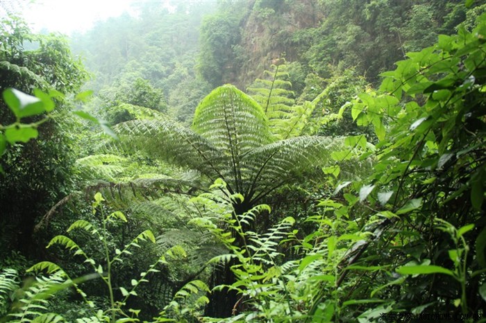 走进自贡桫椤谷