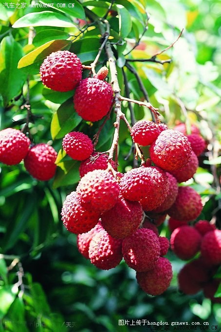 夏至荔枝狗肉节玉林欢迎大家