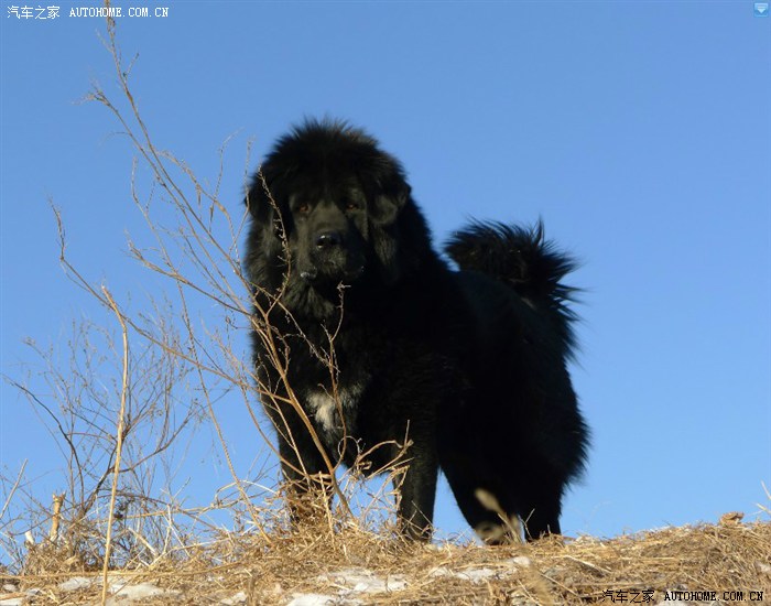 车看多了大家鉴赏一下哥们儿的甘南玛曲原生态藏獒
