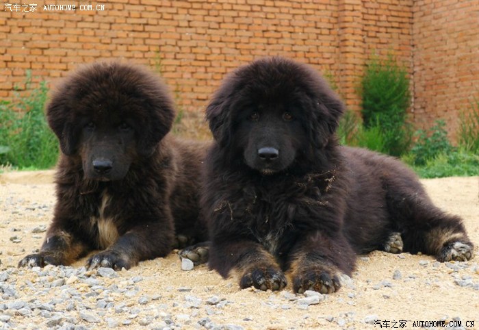 车看多了大家鉴赏一下哥们儿的甘南玛曲原生态藏獒