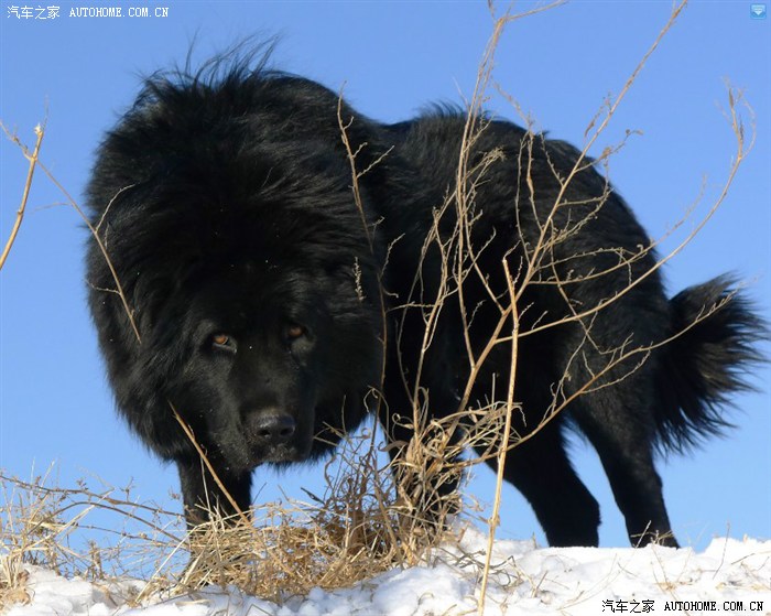 车看多了大家鉴赏一下哥们儿的甘南玛曲原生态藏獒