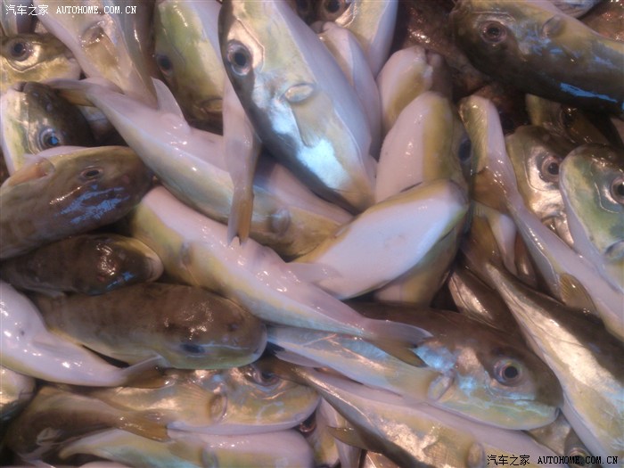 澄海车主营以身试乖鱼为下次的fb聚餐铺路