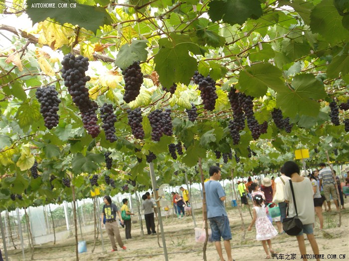 自驾游福州北峰龙晶葡萄园采摘记