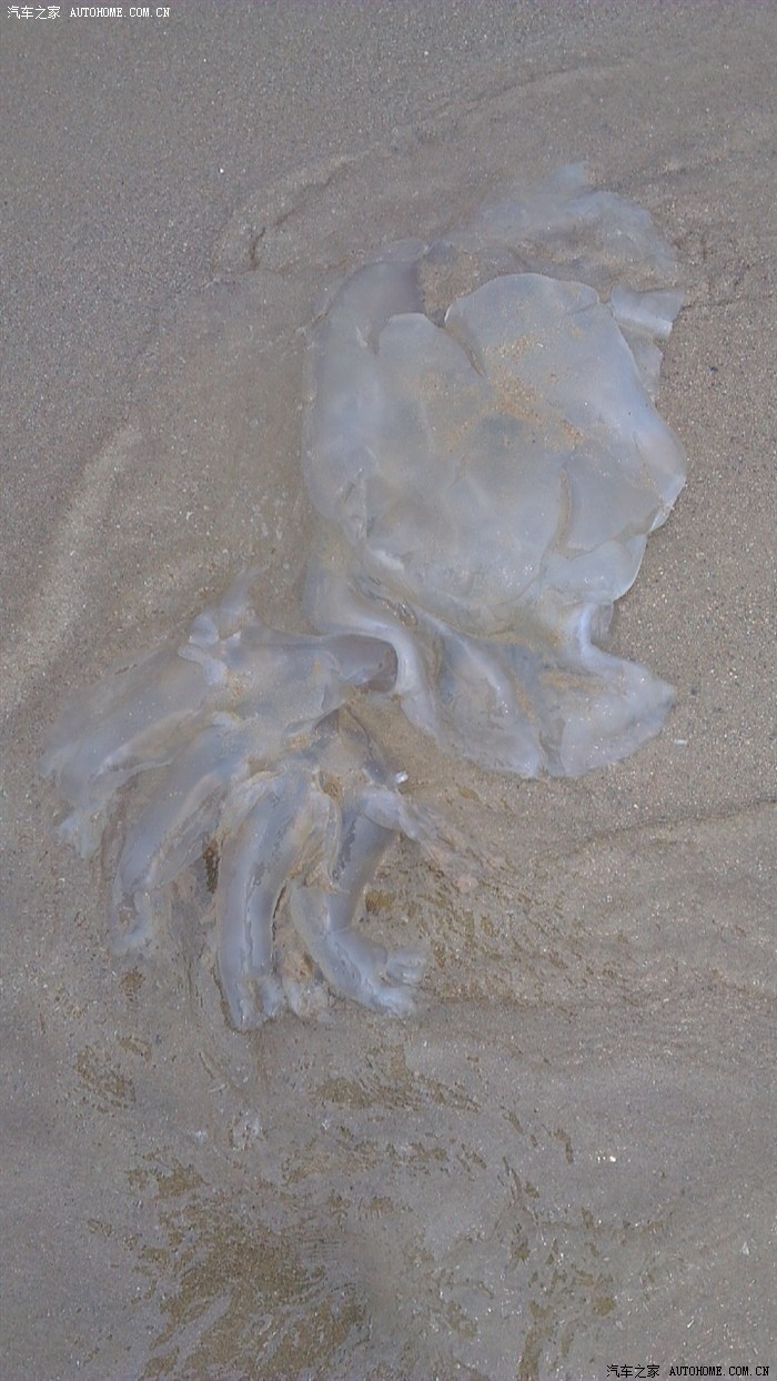 vvl高速极速汇报附北戴河大海蜇照片