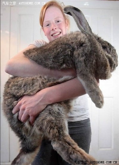 据英国《每日邮报》报道,英国一只名叫"拉尔夫"的巨兔以25公斤