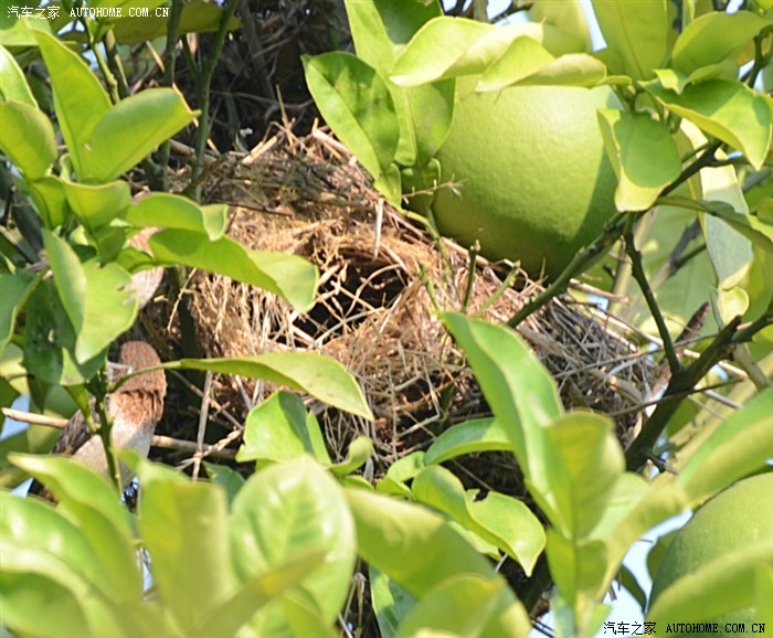【生态】白腰文鸟和它的窝