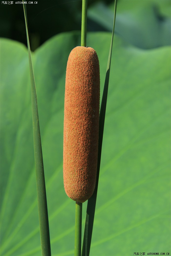 赏荷花,泡温泉 夏日休闲二日游