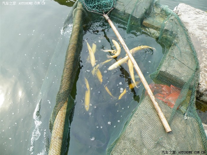 昔阳水磨头钓鱼图片