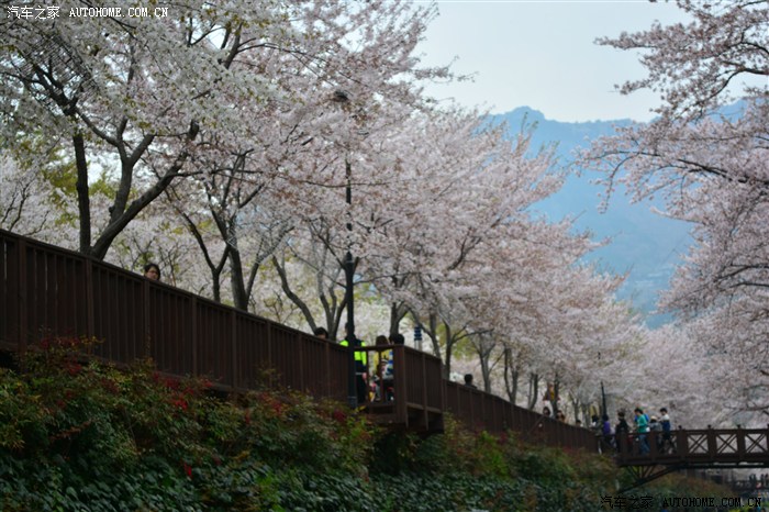 韩国镇海樱花节