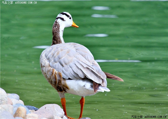 雪域高原色影专辑3西藏油菜花牧羊牧场高原打鸟
