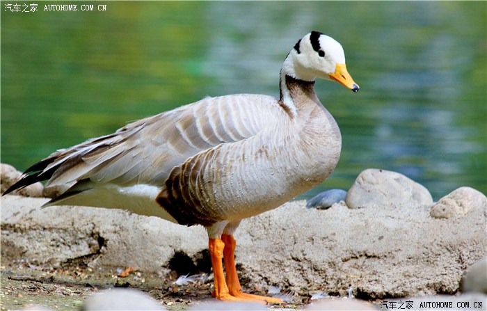 高原色影专辑3西藏油菜花牧羊牧场高原打鸟