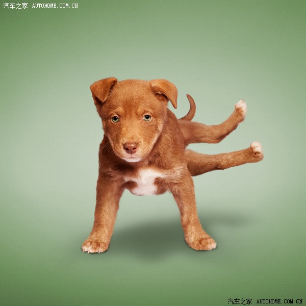 猫狗瑜伽动作大片童鞋们请勿模仿