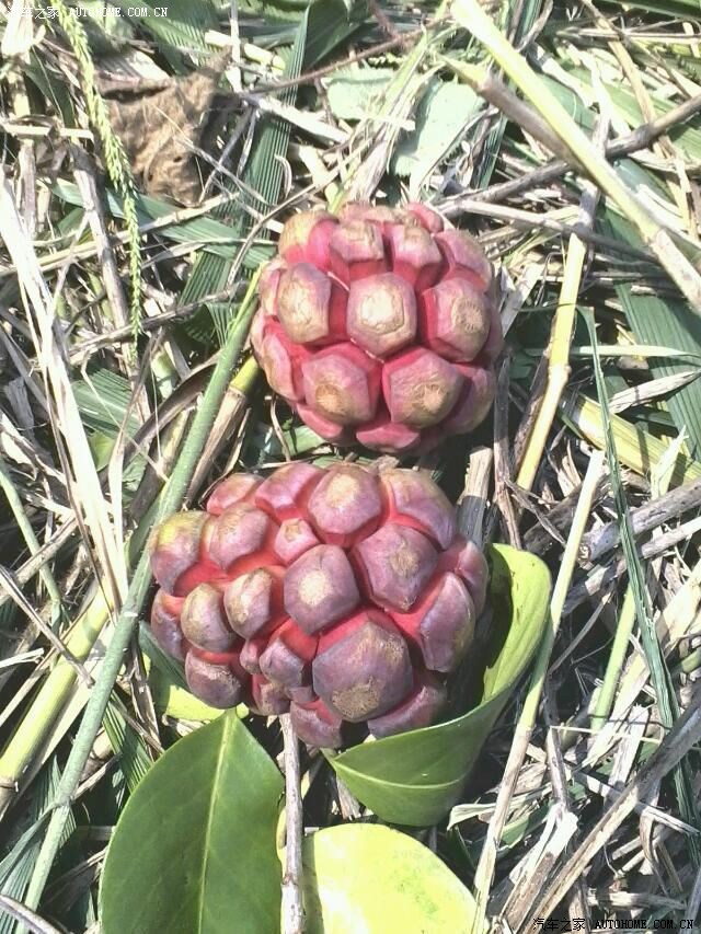 老虎爪,太好吃了