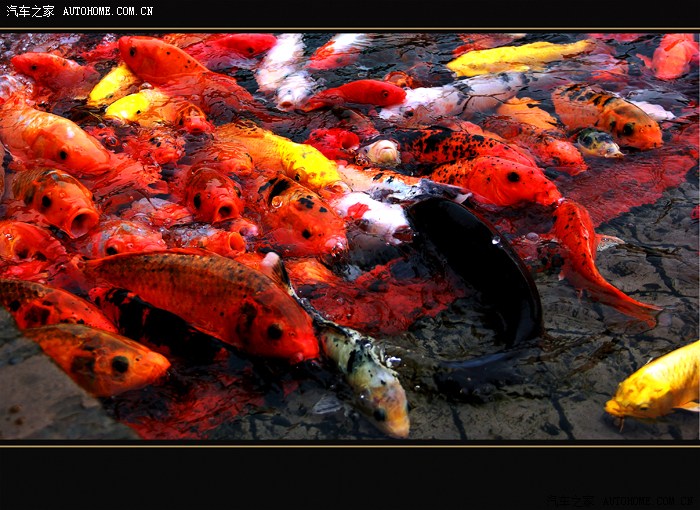 大紅鯉魚躍龍門----祝大家馬上有錢