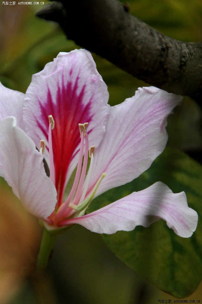 星期天又拍美女去了玉合花与哈尼妹子