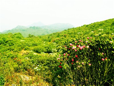 【花海與秘境】-----自駕師宗菌子山,黑爾.已更新完