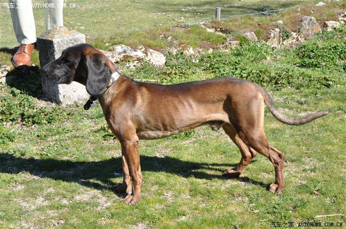 皇马的诱惑斗牛士的邀请