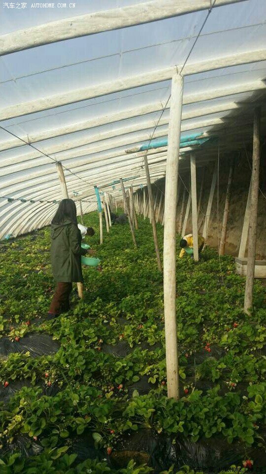 通辽途观车友会摘草莓自驾游