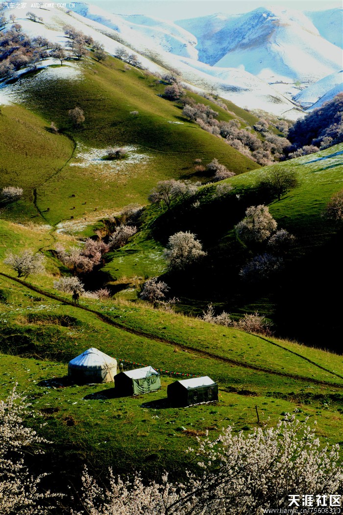 【图】伊犁的桃花什么时候开?_新疆论坛_汽车之家论坛