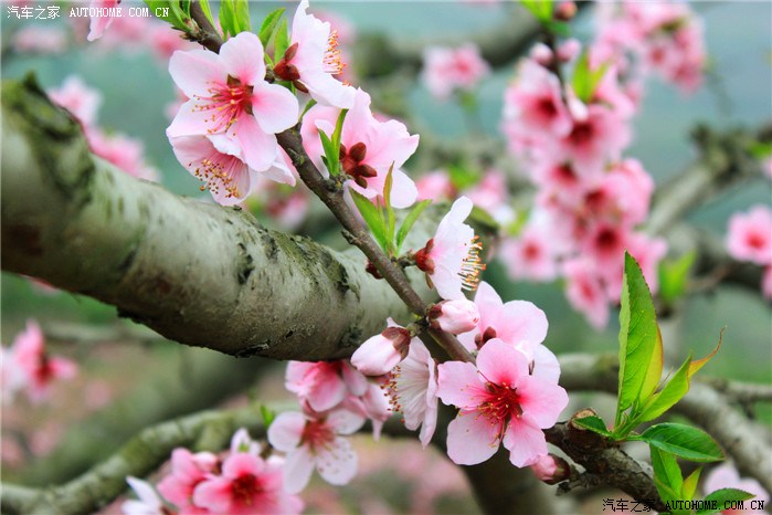 春色满园关不住桃李花开斗红白介绍一个鲜为人知的观花处