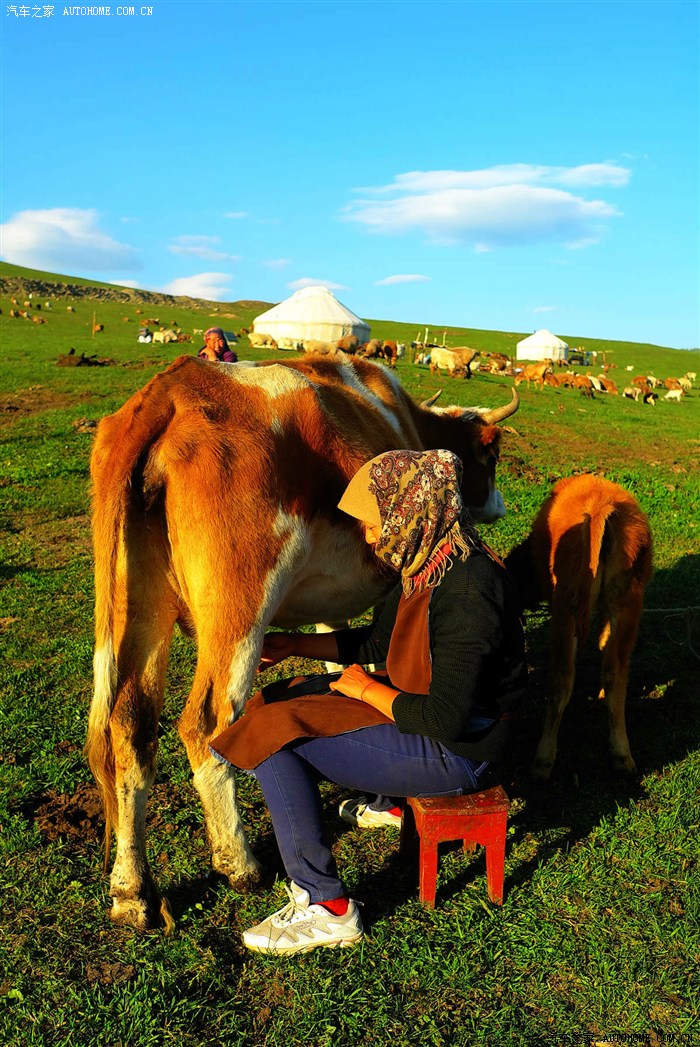 一位在布尔津上学的哈萨克族女孩在暑假期间帮助家人在夏季牧场挤牛奶
