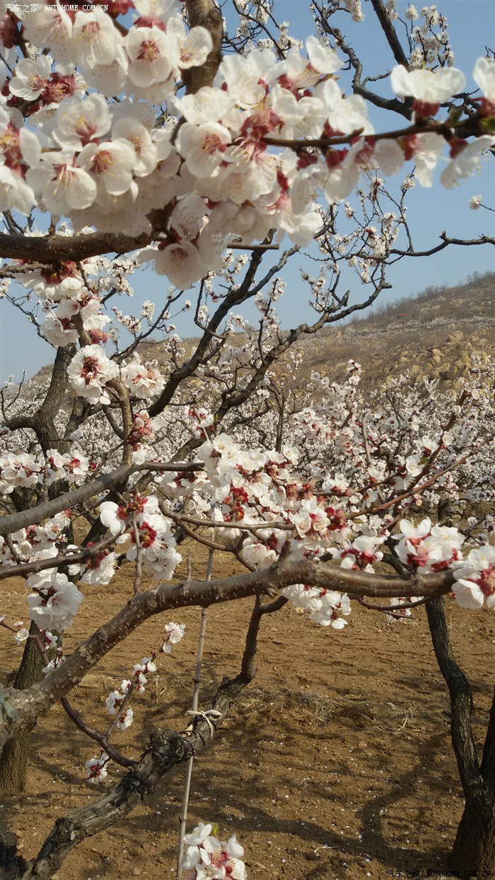 济南长清张夏杏花节