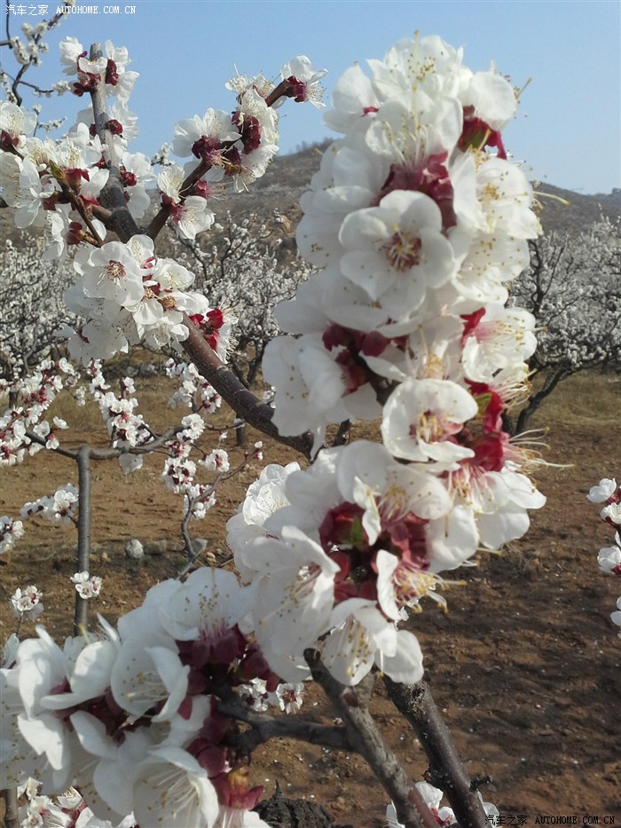 济南长清张夏杏花节