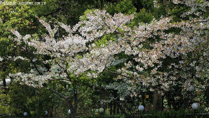 人文纪实青海路拍樱花的人们
