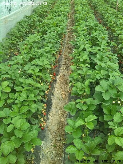 踩草莓是种乐趣