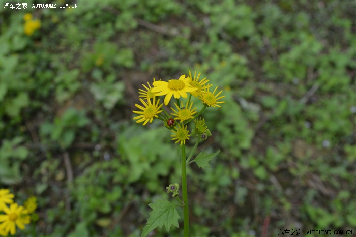 重庆鱼鳅蒜亮个相