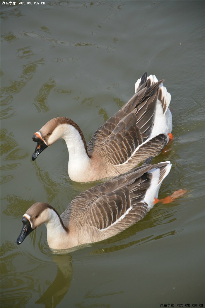 唐山市南湖生态公园天鹅湖里的鹅鹅鹅