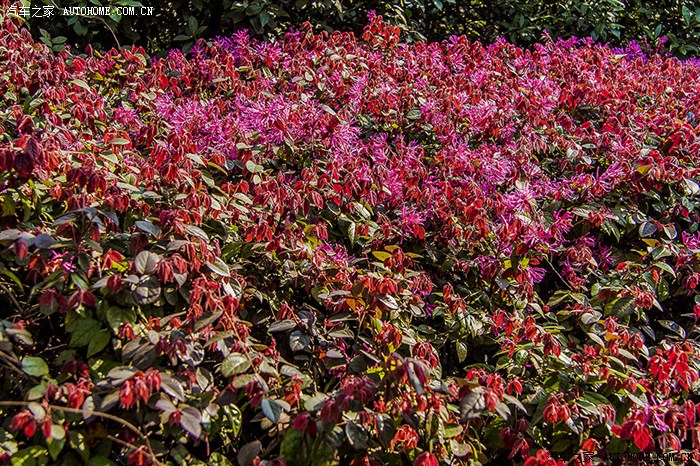 【踏春】原来,我生活在繁花似锦之中.(更新完毕)
