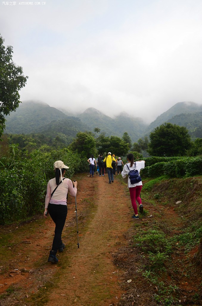 开平天露山观野生杜鹃自驾游记