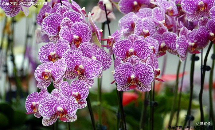 踏青到西部兰花生态园观赏的花草树木.