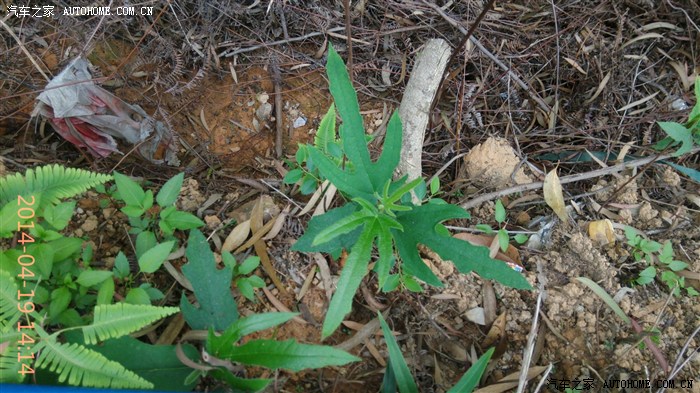 三指毛桃,可煲湯,很香的(五指毛桃煲雞),不過沒看到五指毛桃