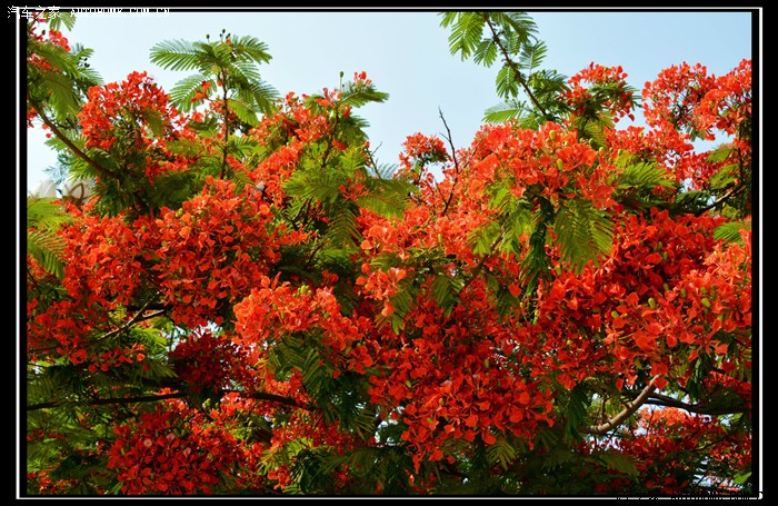 火樹鳳凰花開紅似火