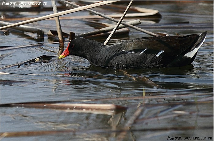 生态一组野生红嘴野鸭