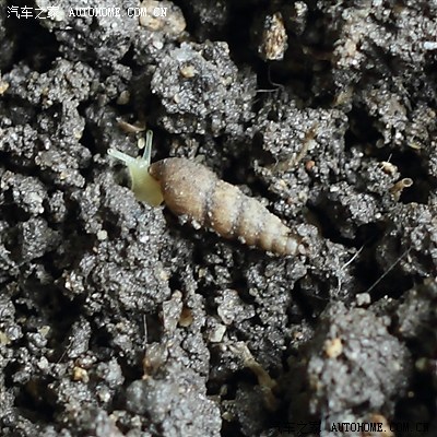 花盆中惊现钉螺