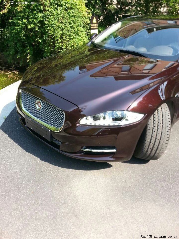 新人新提鱼子酱豹子申精