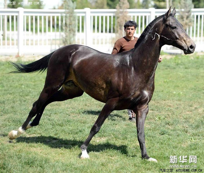 土库曼斯坦汗血马高清组图