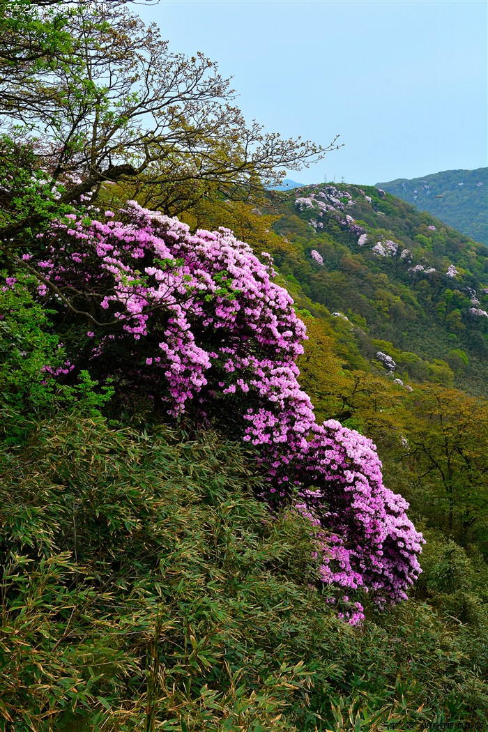 【五一自驾游记】——金佛山上春末的杜鹃花