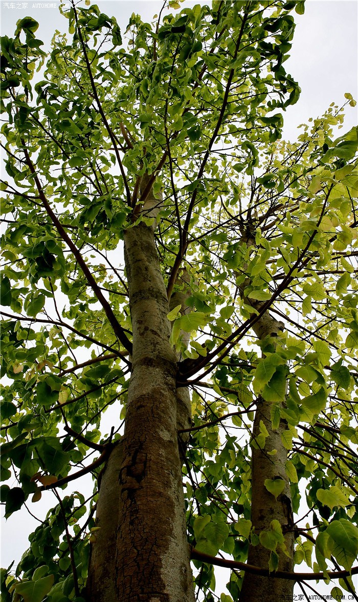 五一深圳游海上世界青青世界观澜湖凤凰山微距高楼