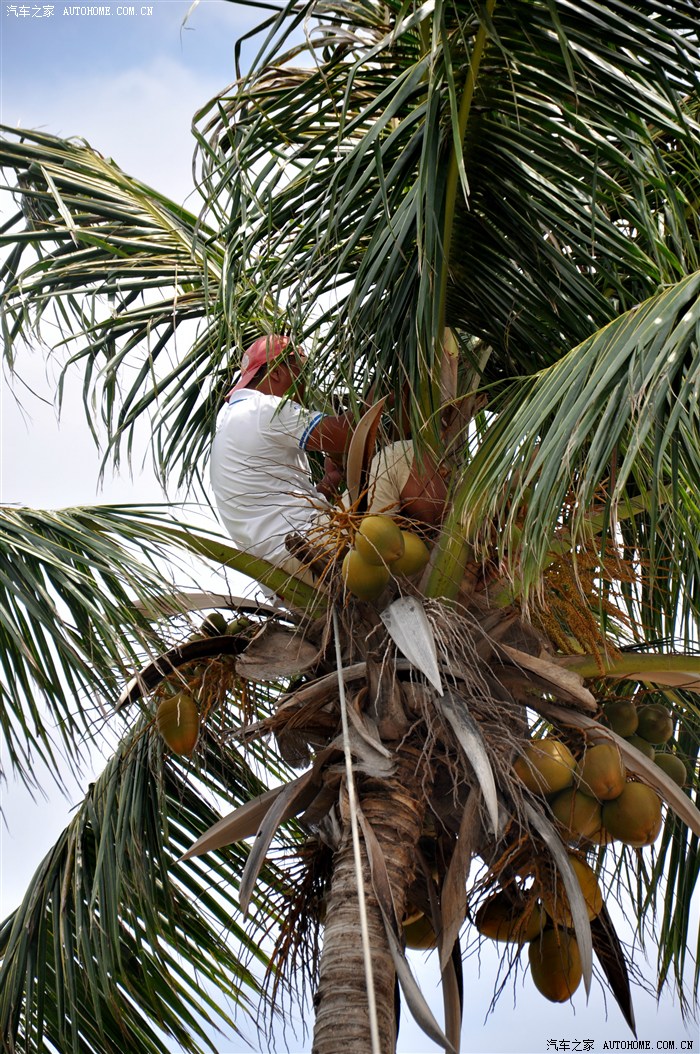 摘椰子的人.