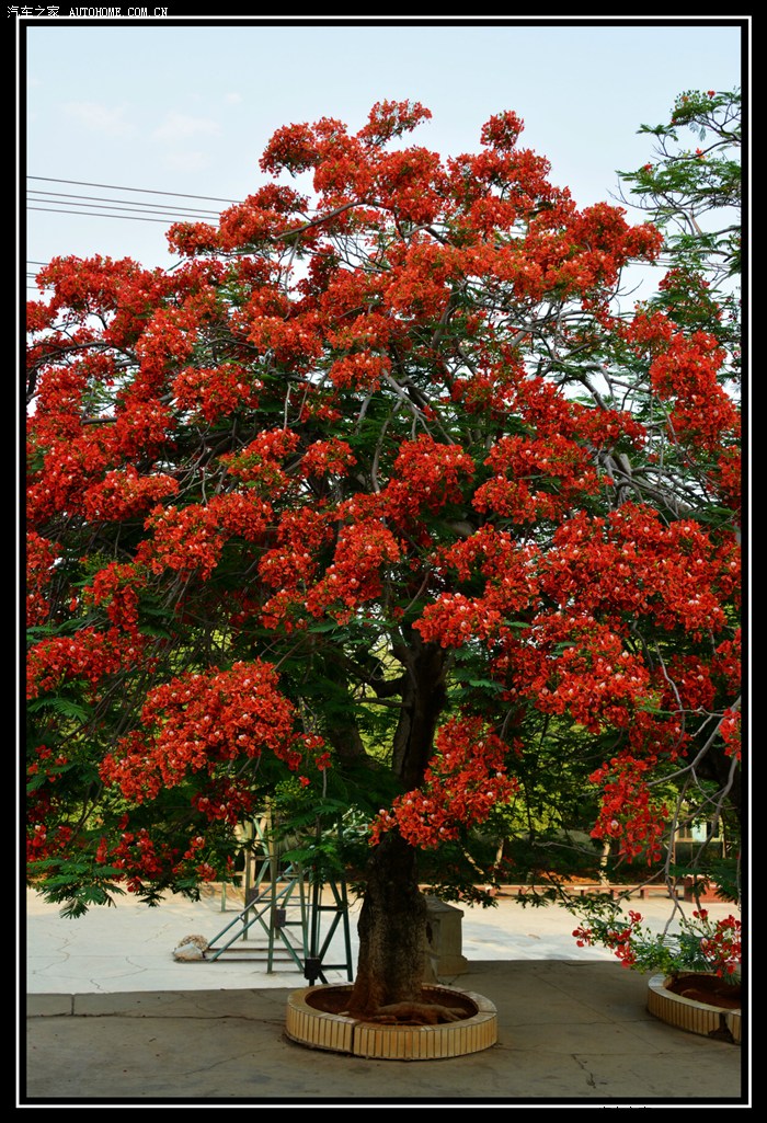 火树凤凰花开红似火